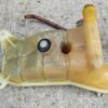Vaschetta Liquido Refrigerante Mercedes W124 - immagine 4